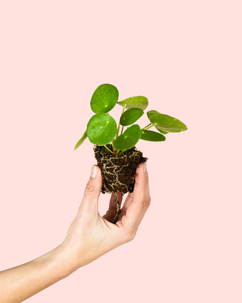 Pilea Peperomioides Mini - Pur Plant