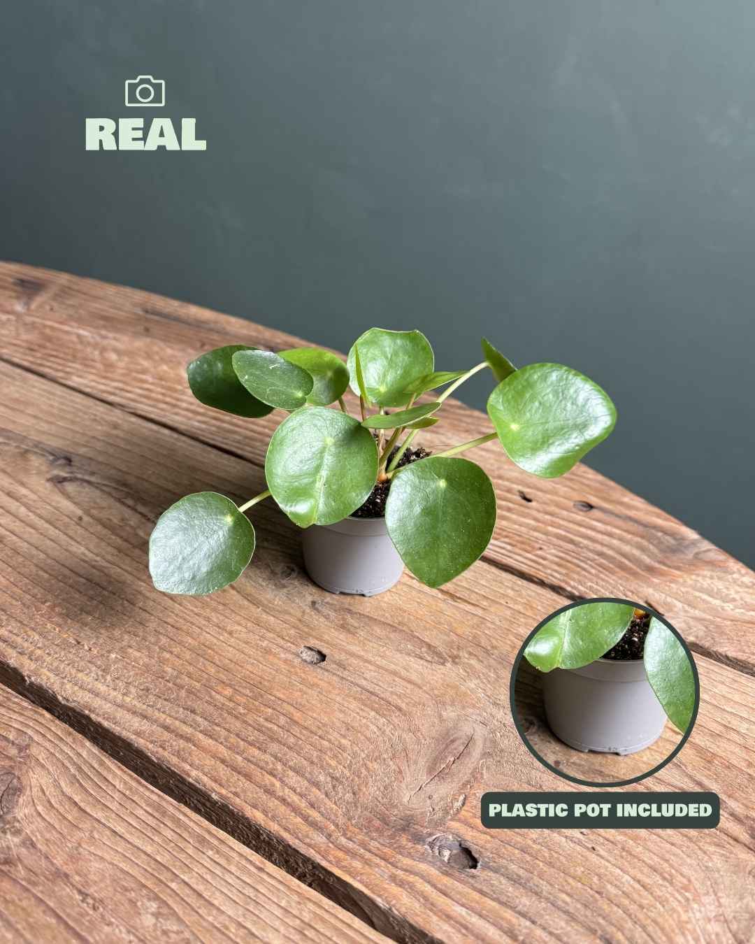 pilea peperomioides mini real