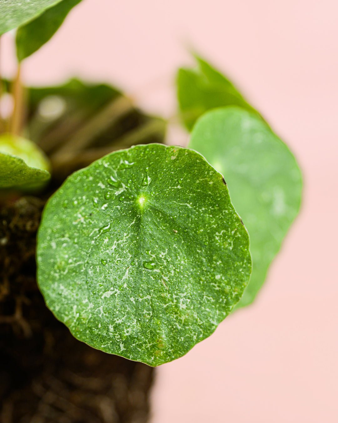 Pilea Peperomioides Sugar M - Pur Plant