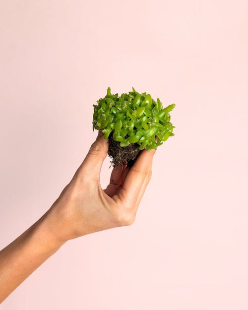 Pitaya Mini – Cactus Hylocereus - Pur Plant
