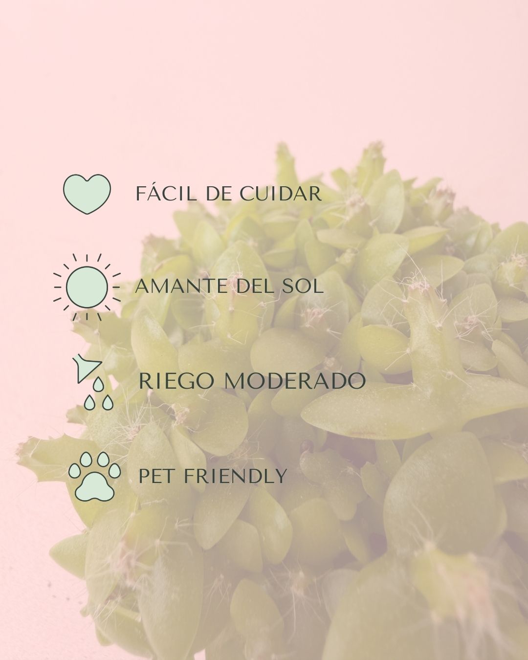 pitaya mini cuidados