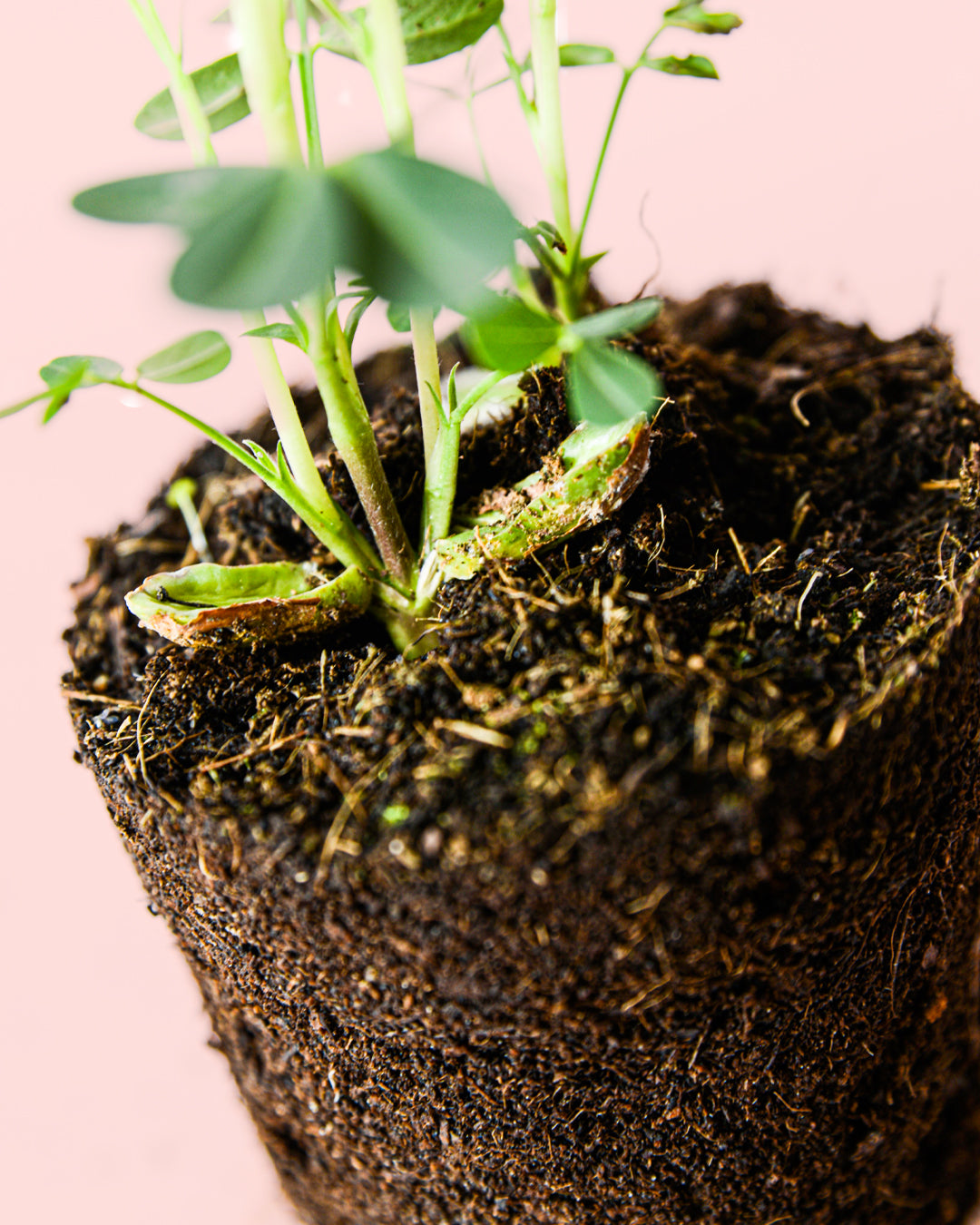 Planta del Cacahuete