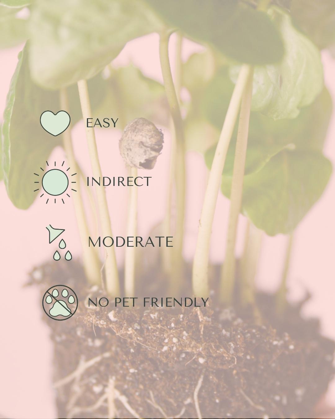 Planta del Café Arabica Mini