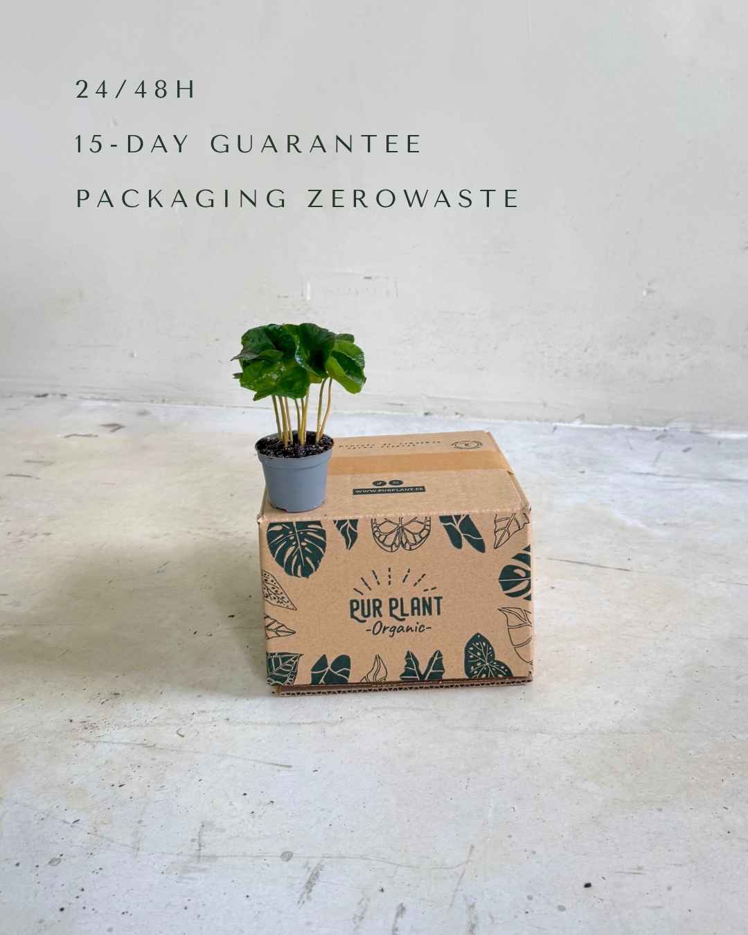 Planta del Café Arabica Mini