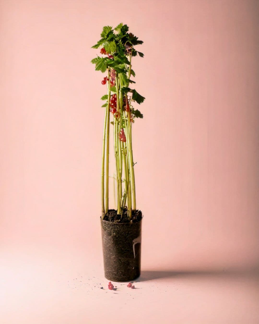 planta con grosellas rojas