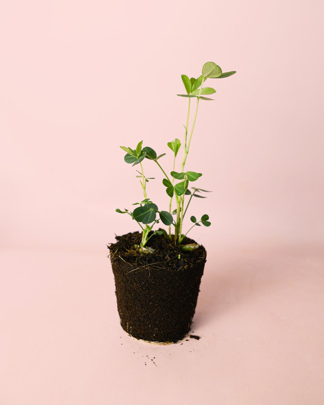 Planta del Cacahuete M - Pur Plant