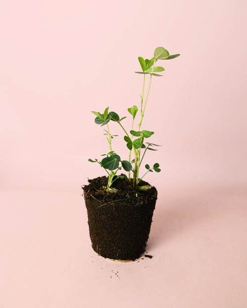 Planta del Cacahuete M - Pur Plant