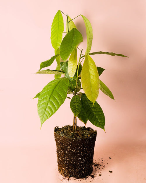 Planta del Cacao M - Pur Plant