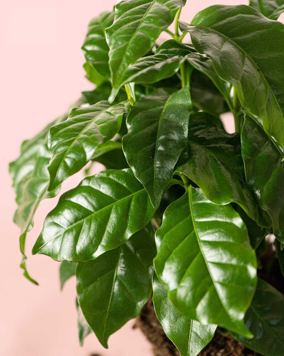 Planta del Café Arábica M - Pur Plant