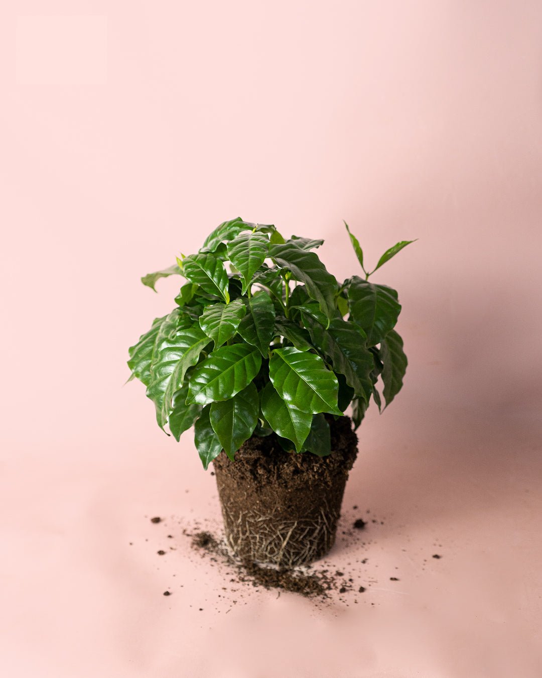 Planta del Café Arábica M - Pur Plant