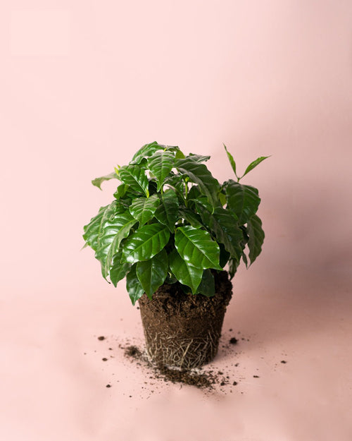 Planta del Café Arábica M - Pur Plant