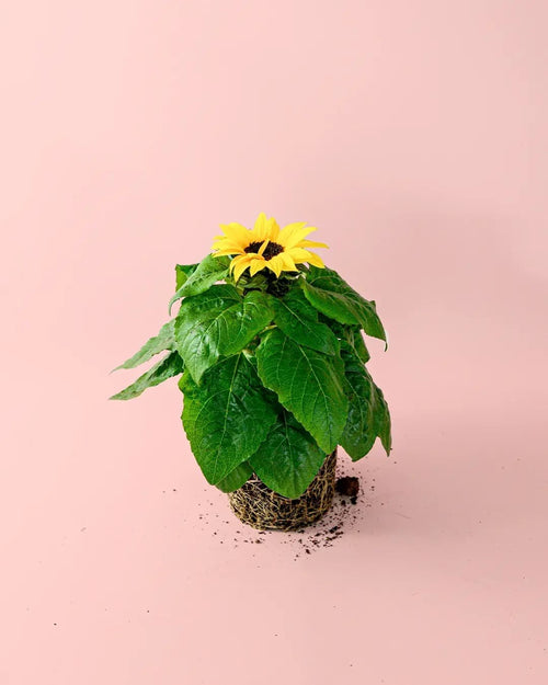 Planta del Girasol M - Pur Plant