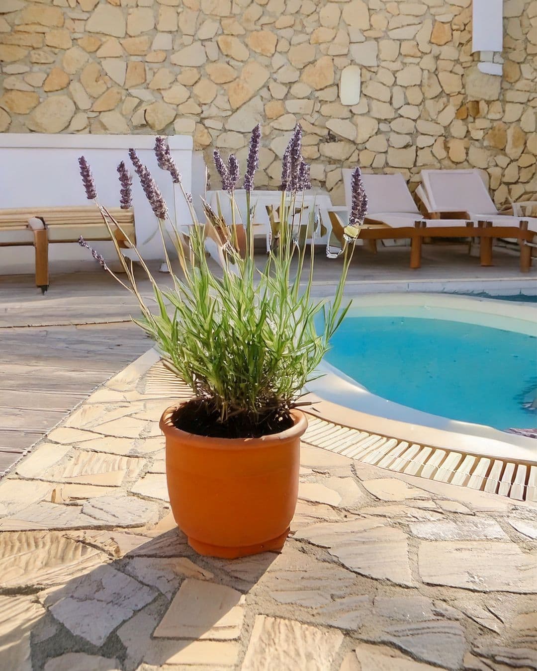 planta lavanda morada contexto