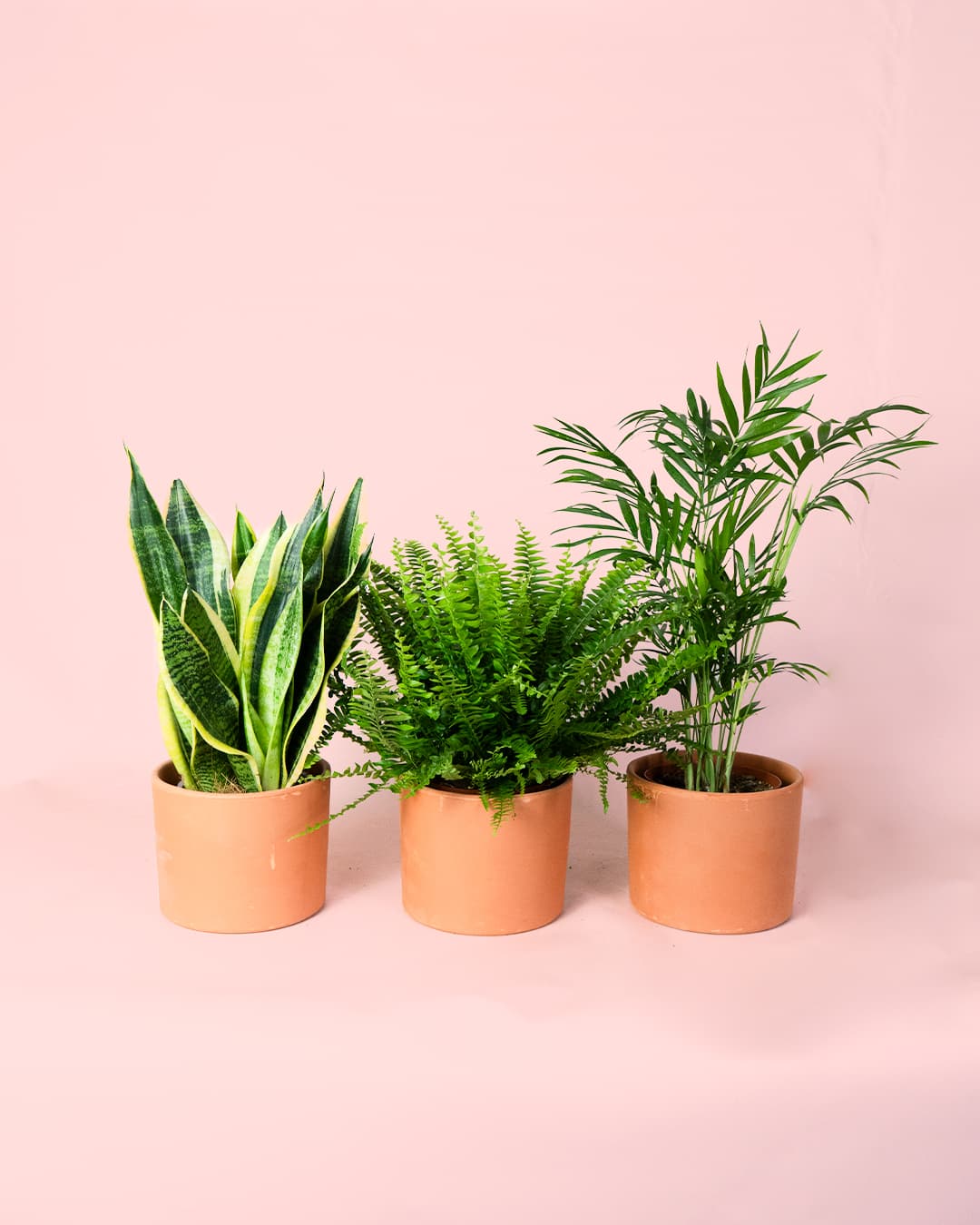 Pack 3x Plantas Purificadoras de Aire