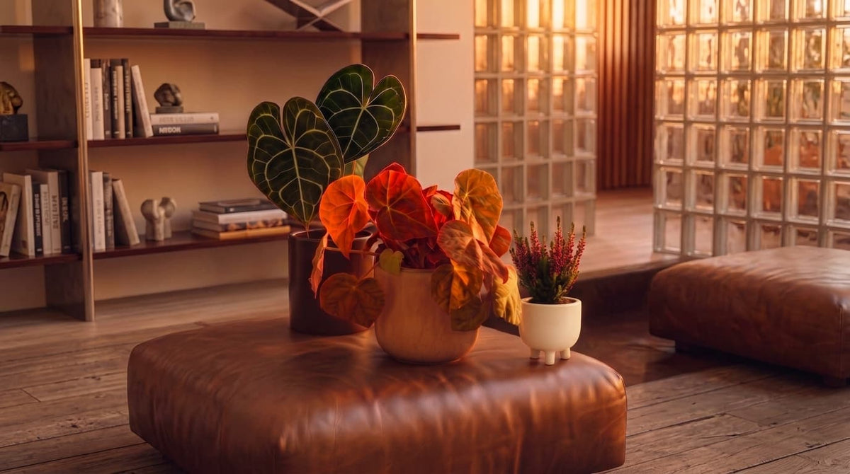plantas otoñales