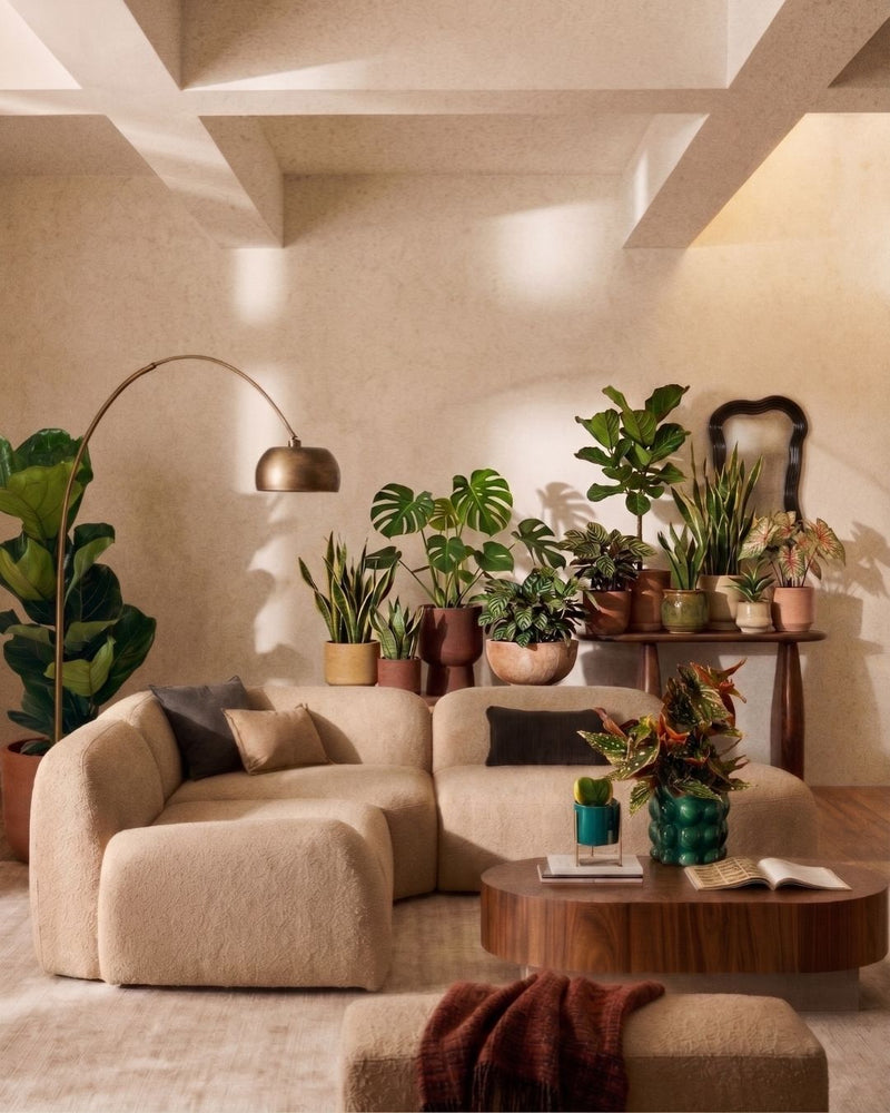 PLANTAS