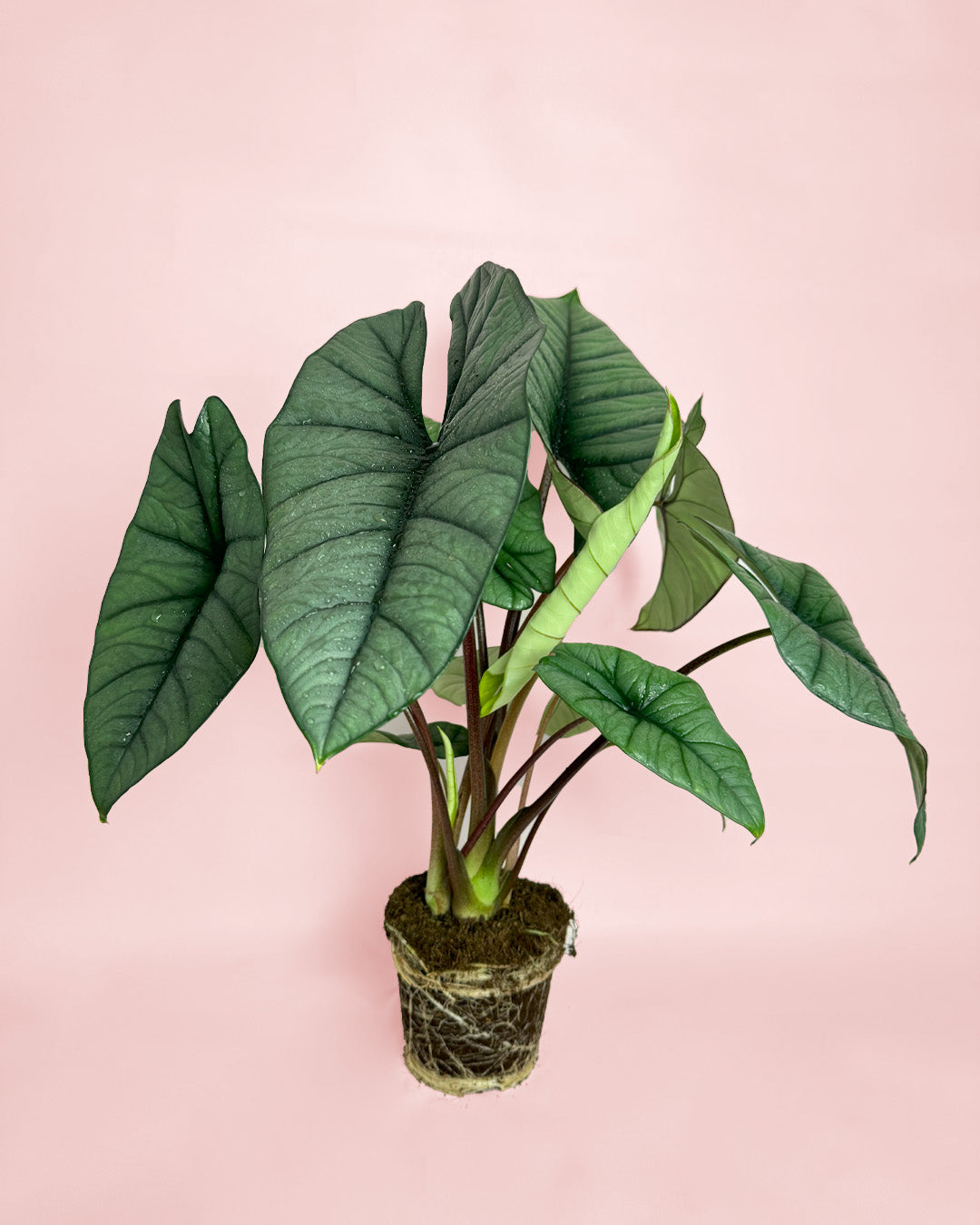 Alocasia Platinum M