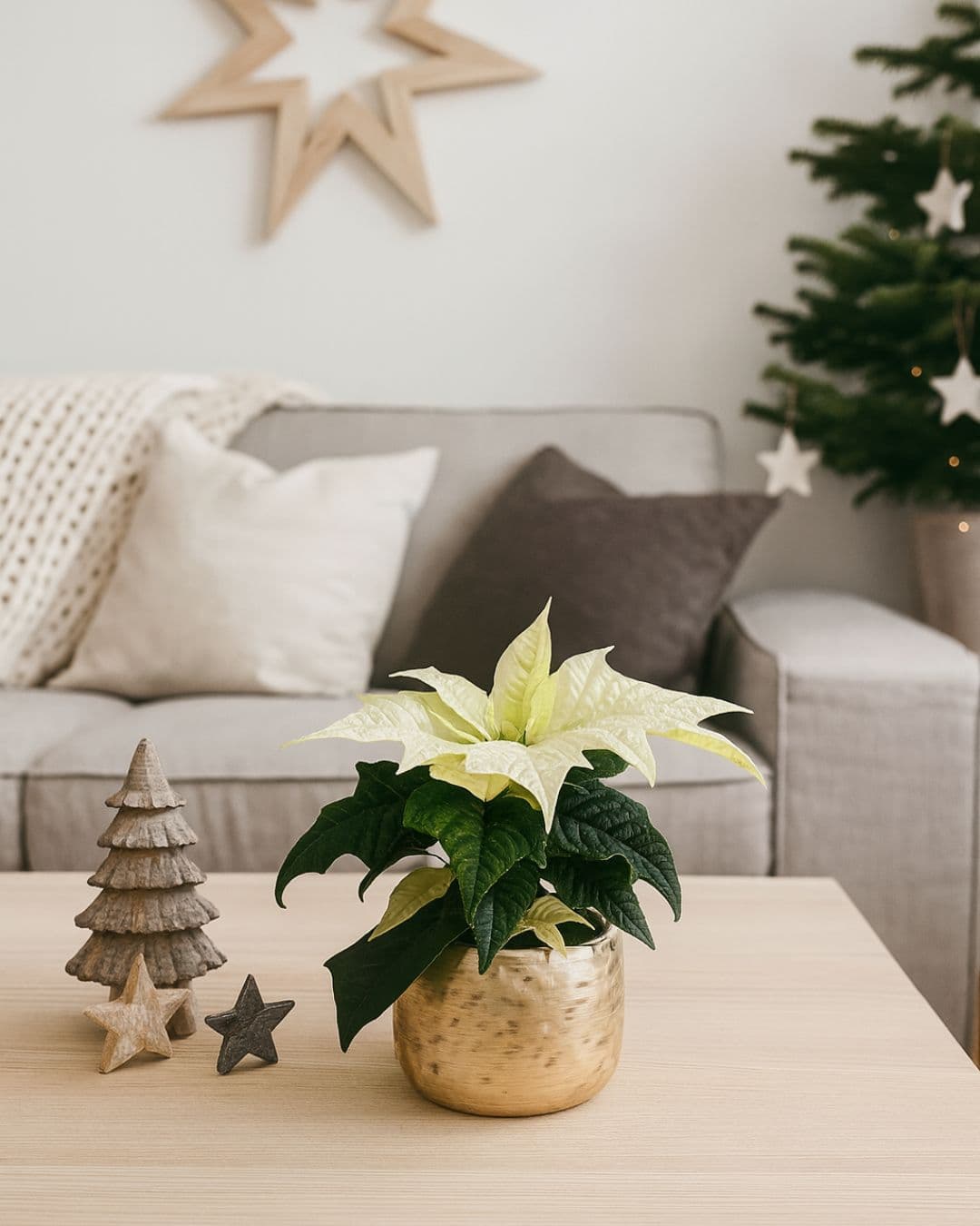 poinsettia blanca mini contexto