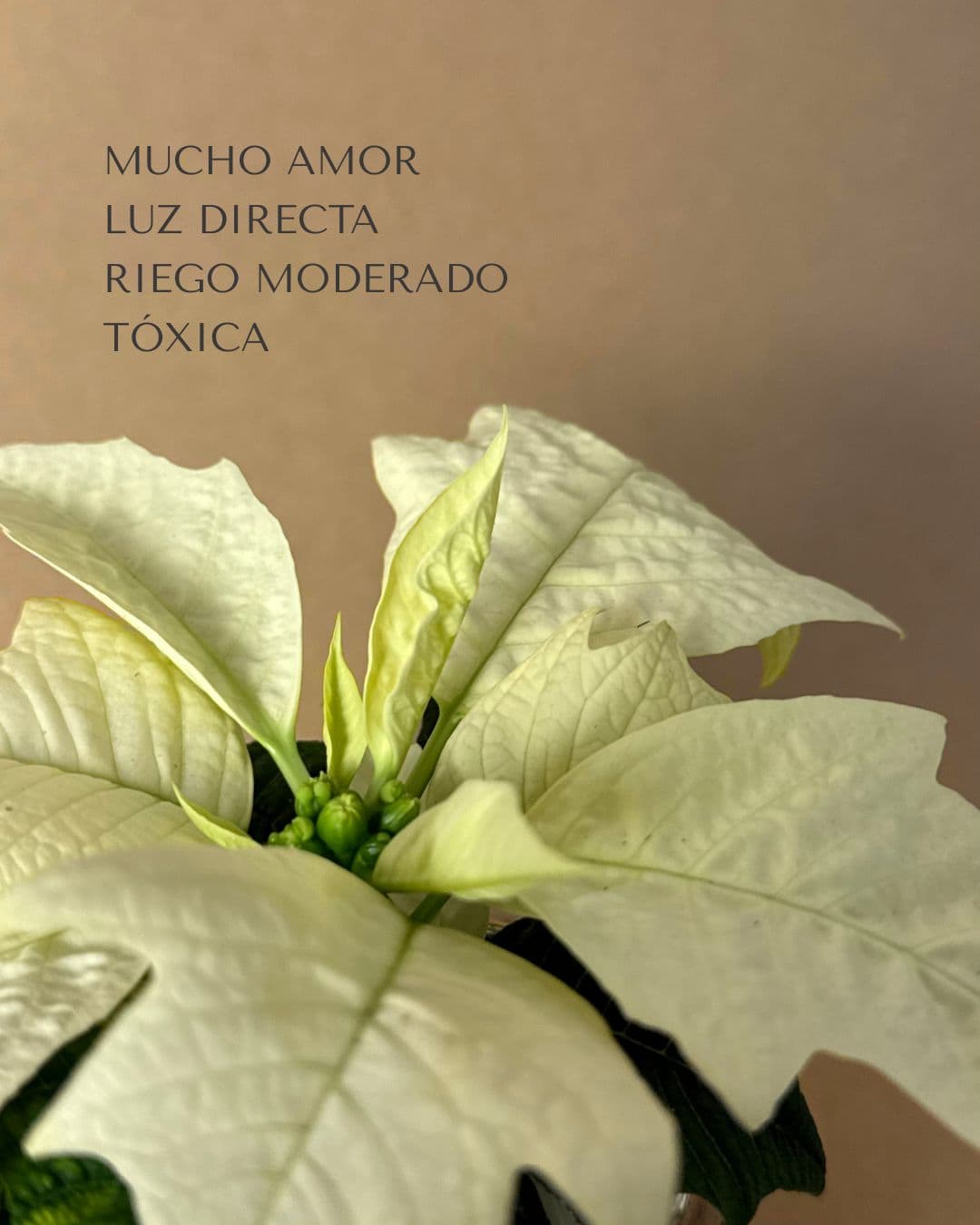 poinsettia blanca mini cuidados