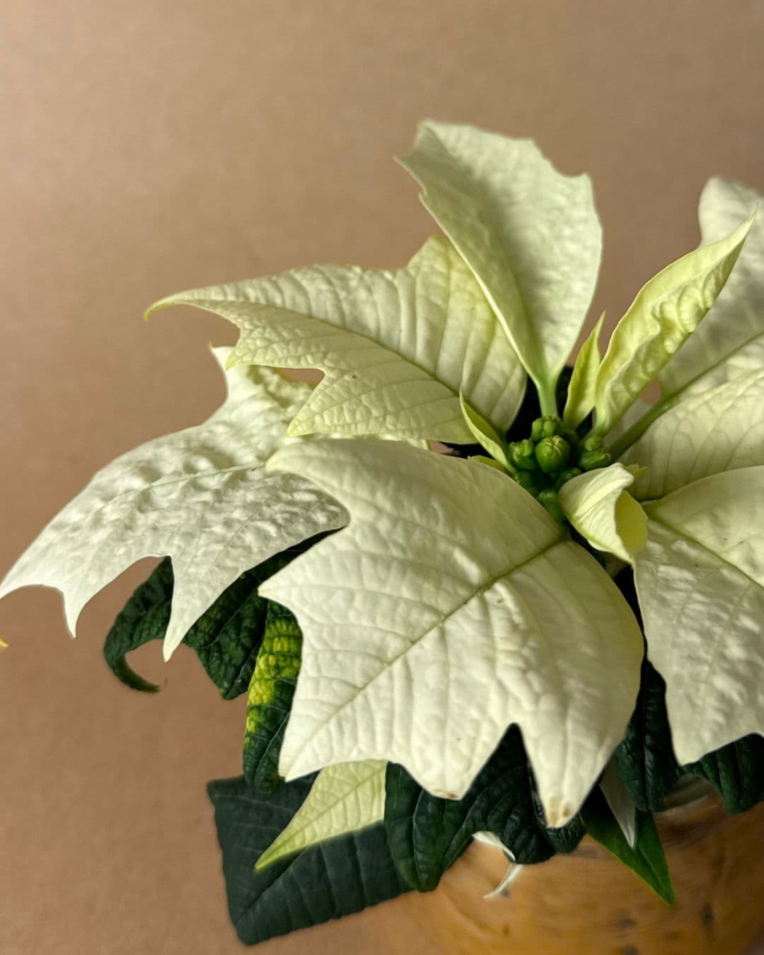 poinsettia blanca mini detalle