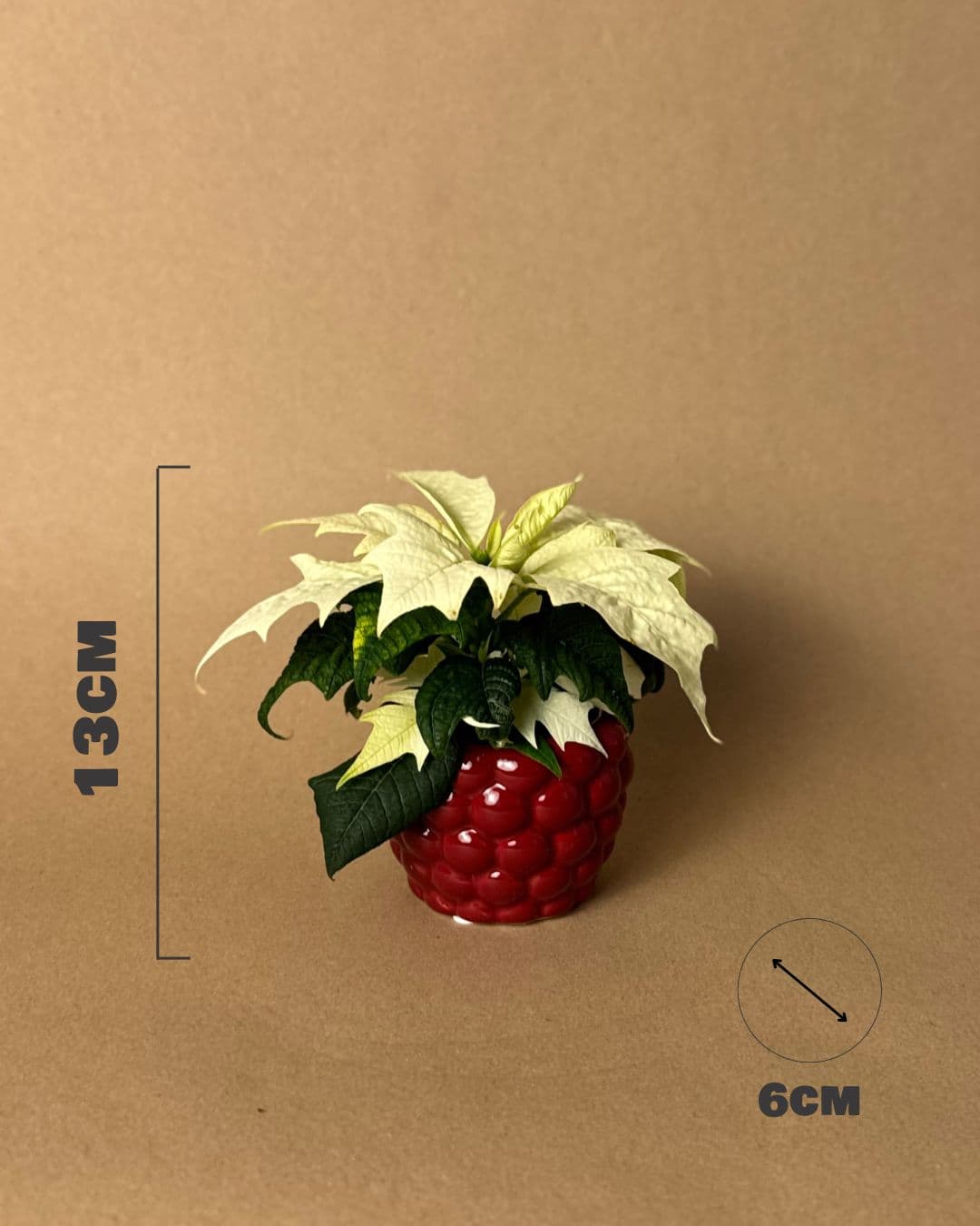 poinsettia blanca mini medidas