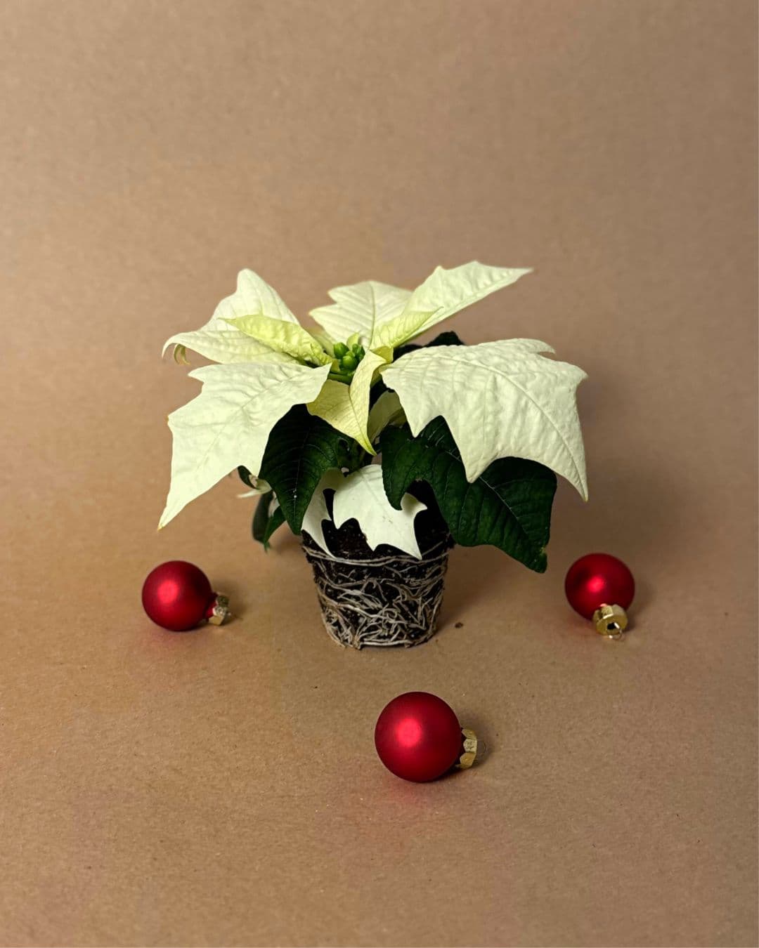 poinsettia blanca mini navidad