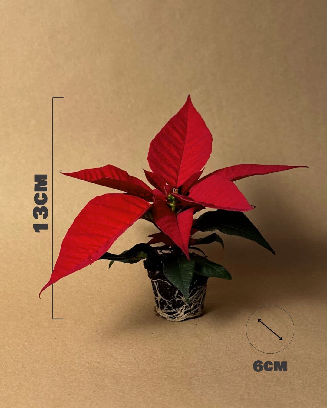 poinsettia mini roja medidas