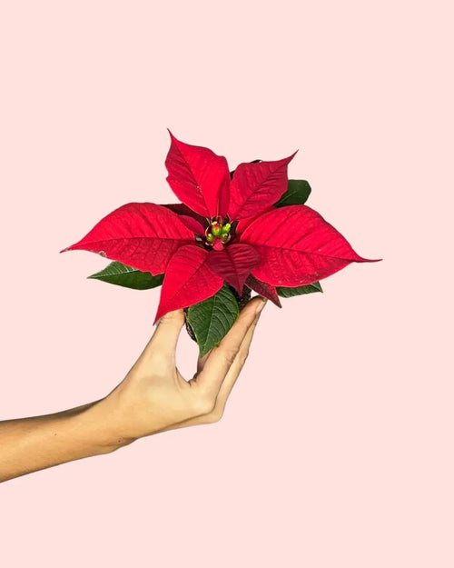 Poinsettia Roja Mini - Pur Plant