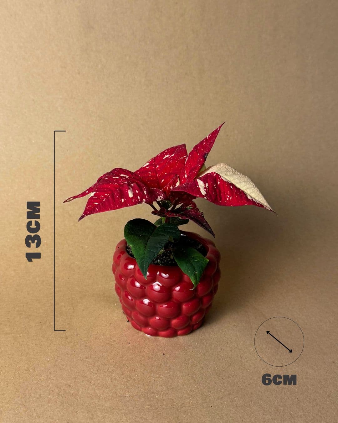 poinsettia variegada medidas