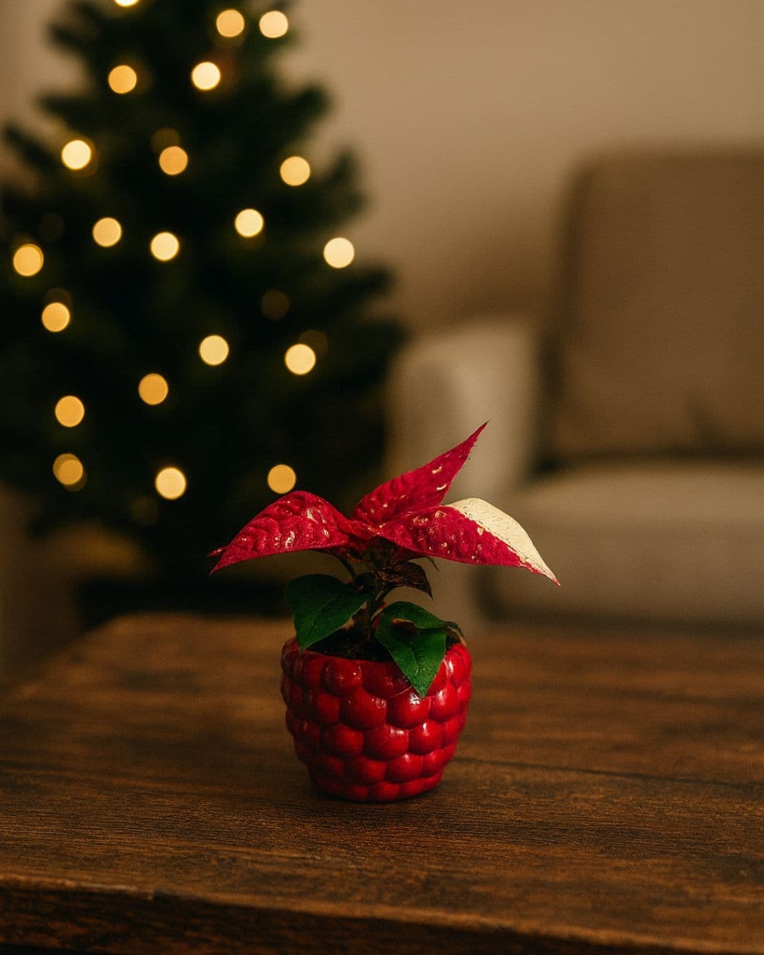 Poinsettia Variegada Mini - Pur Plant