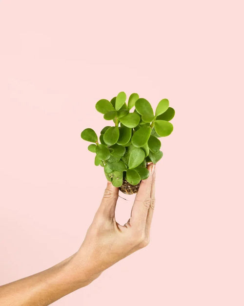 Portulacaria Afra Mini - Pur Plant