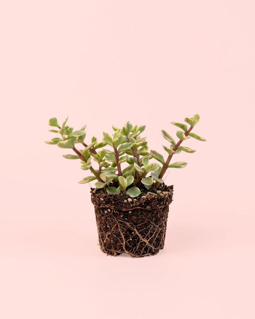 Portulacaria Afra Variegata M