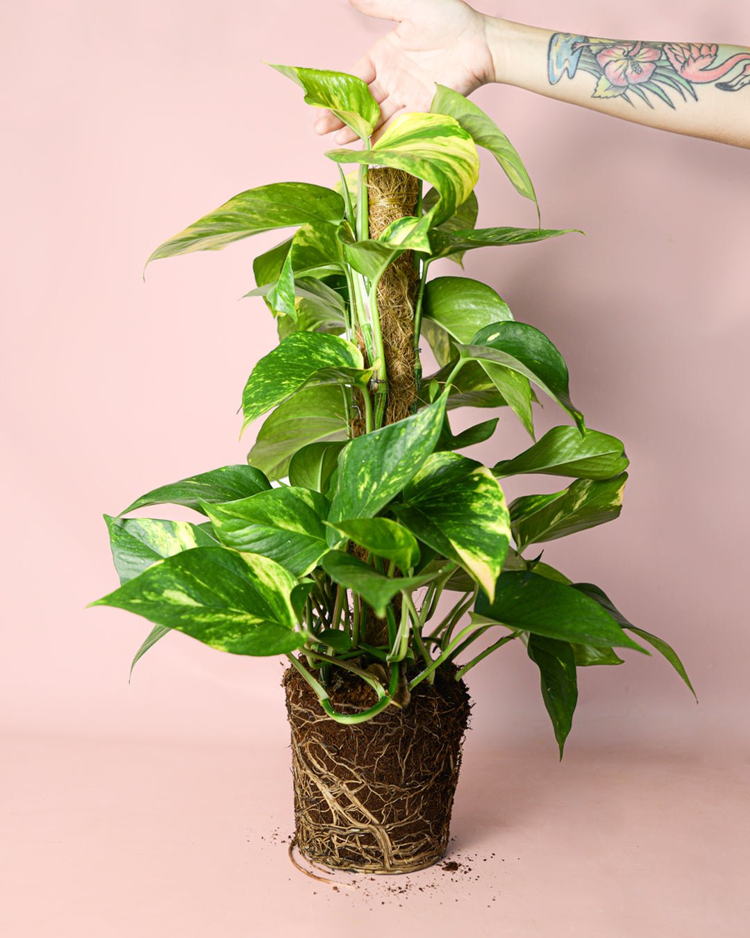 Potho con Tutor M - Pur Plant