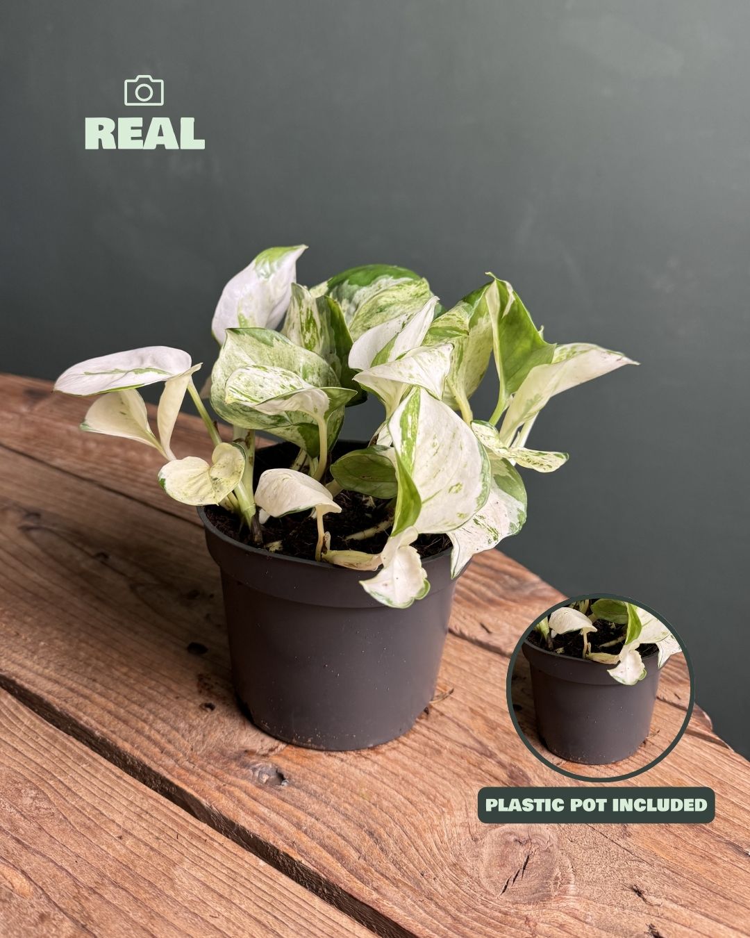 potho variegado real