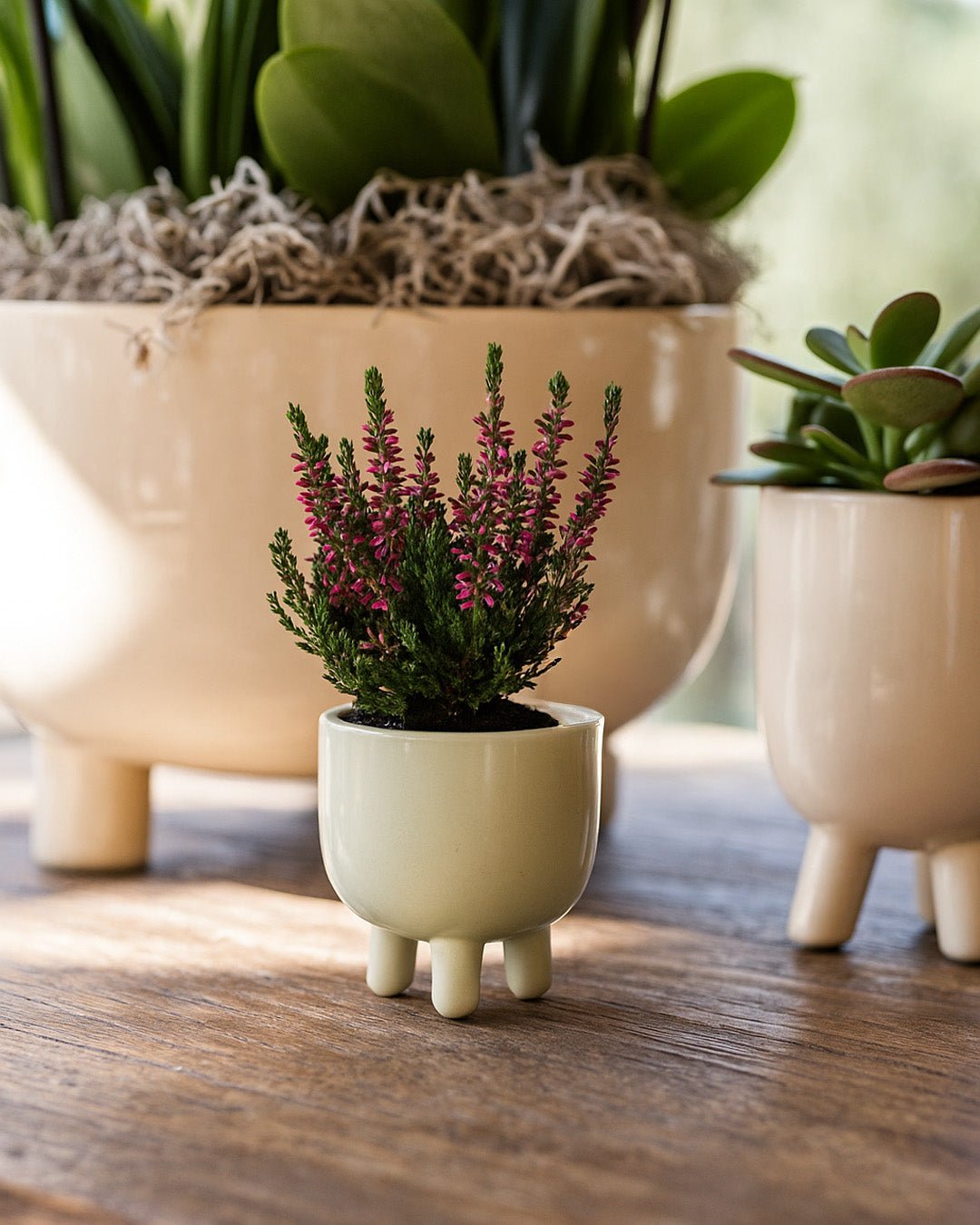 Potit – Mini Maceta Cerámica Beige 6 cm - Pur Plant