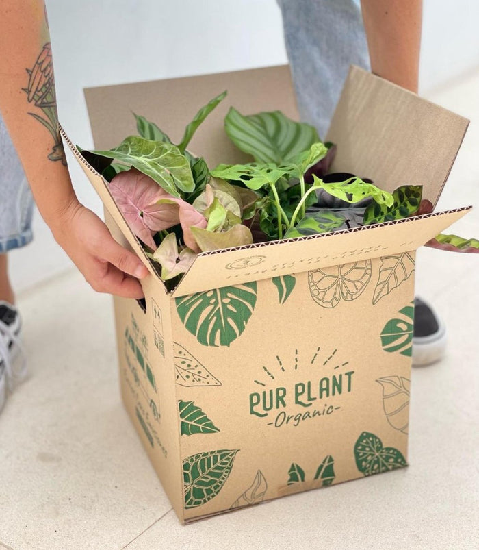 Manos abriendo una caja de Pur Plant llena de plantas de interior