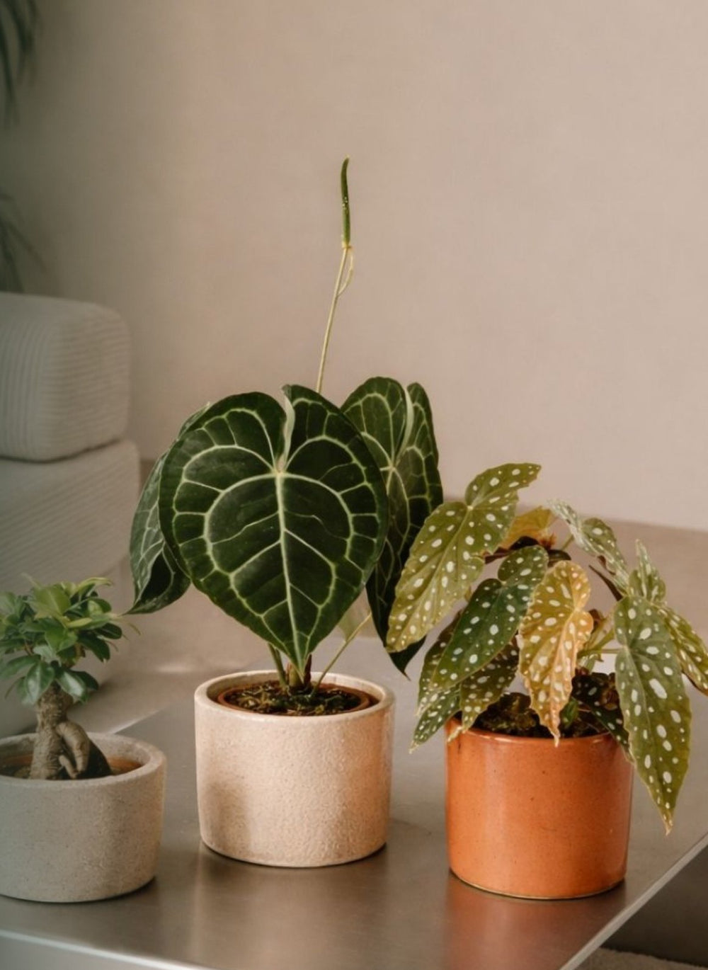 Plantas de interior en macetas de cerámica sobre una mesa