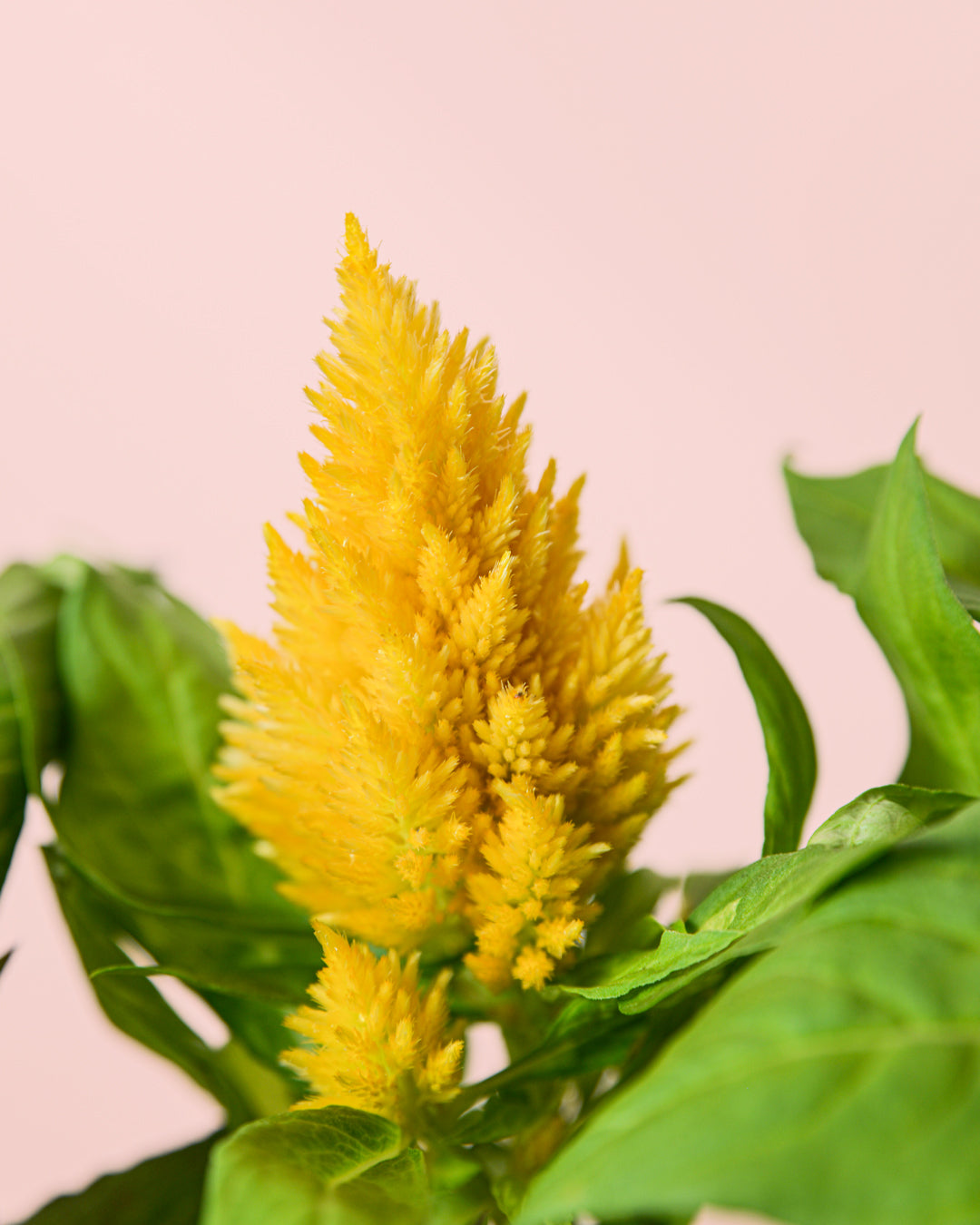 Celosia Mix