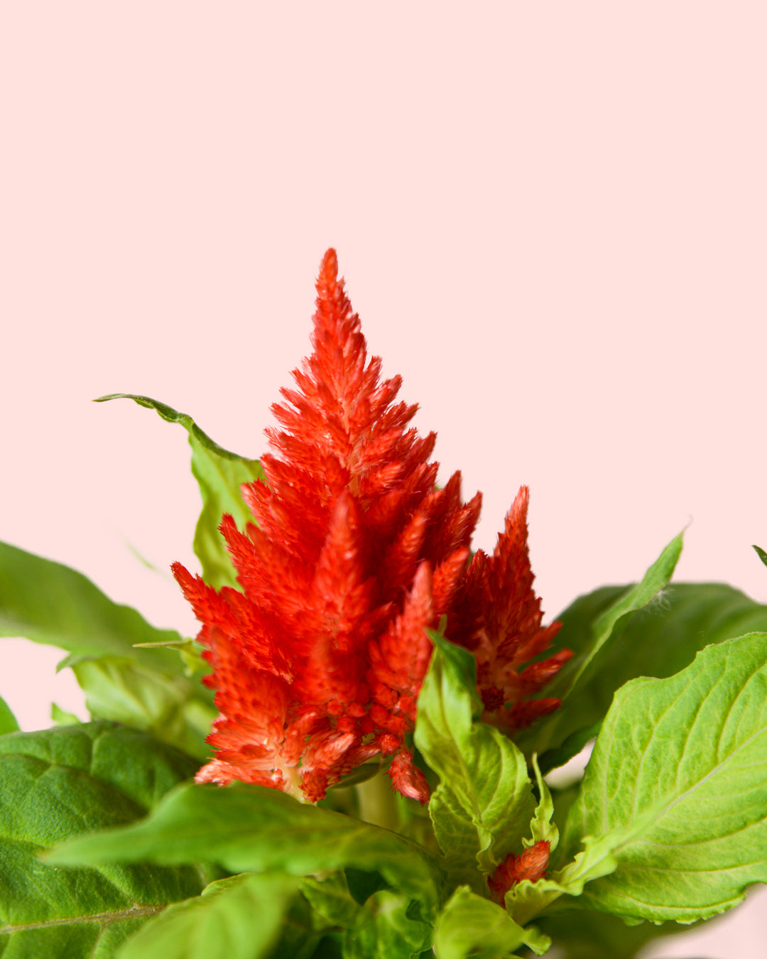 Celosia Mix