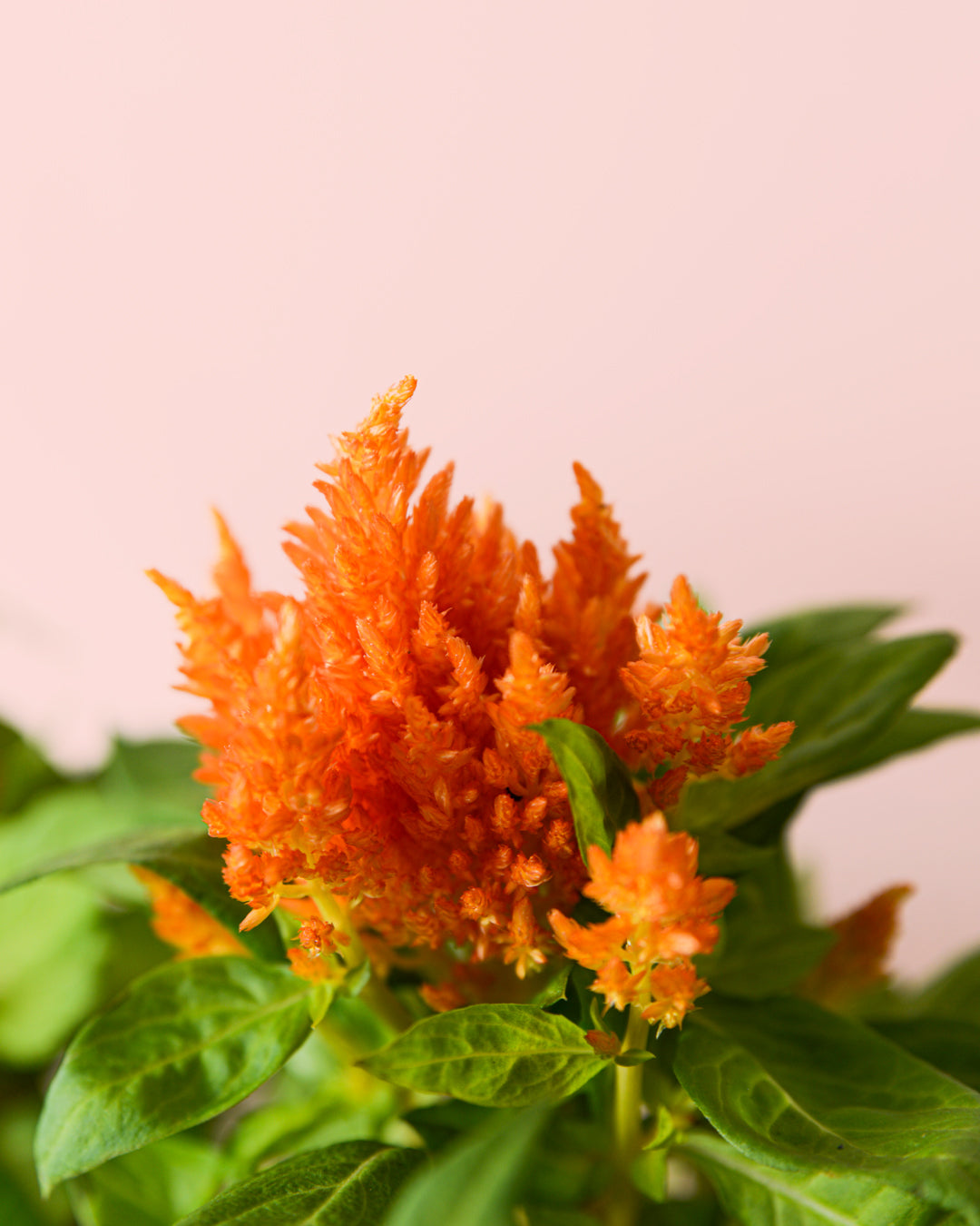 Celosia Mix