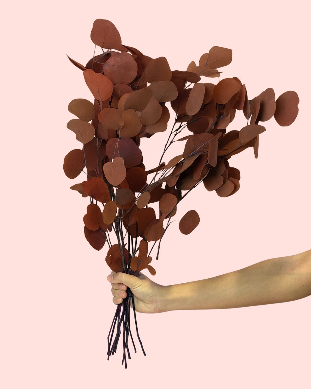 ramo eucalipto populus rojo