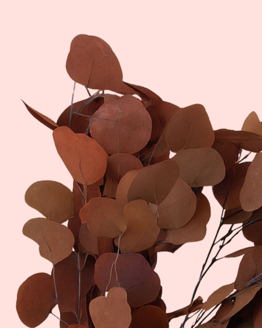 Ramillete de Eucalipto Populus Preservado Rojo