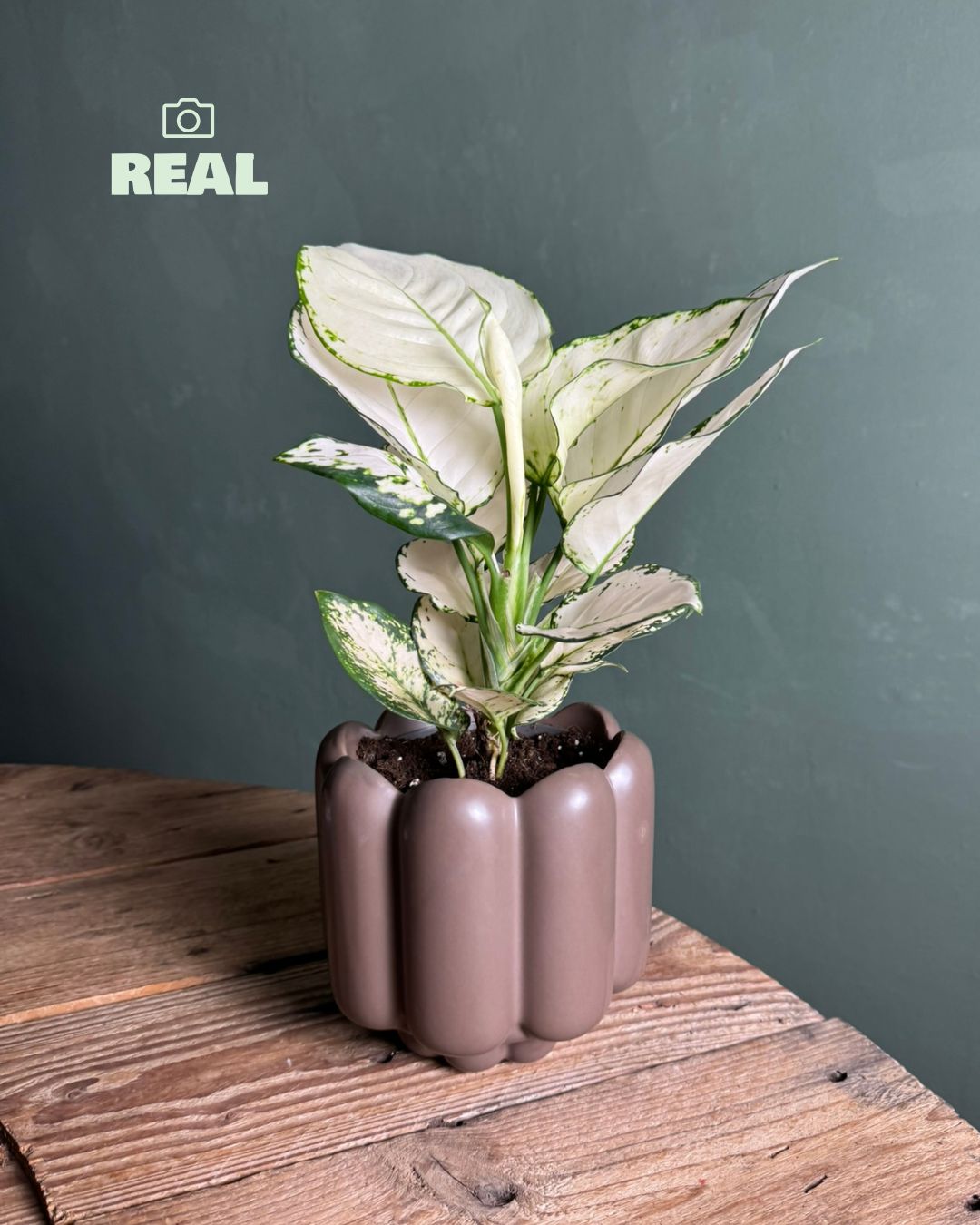 Retro – Maceta Cerámica Marrón Mate M 11 cm - Pur Plant
