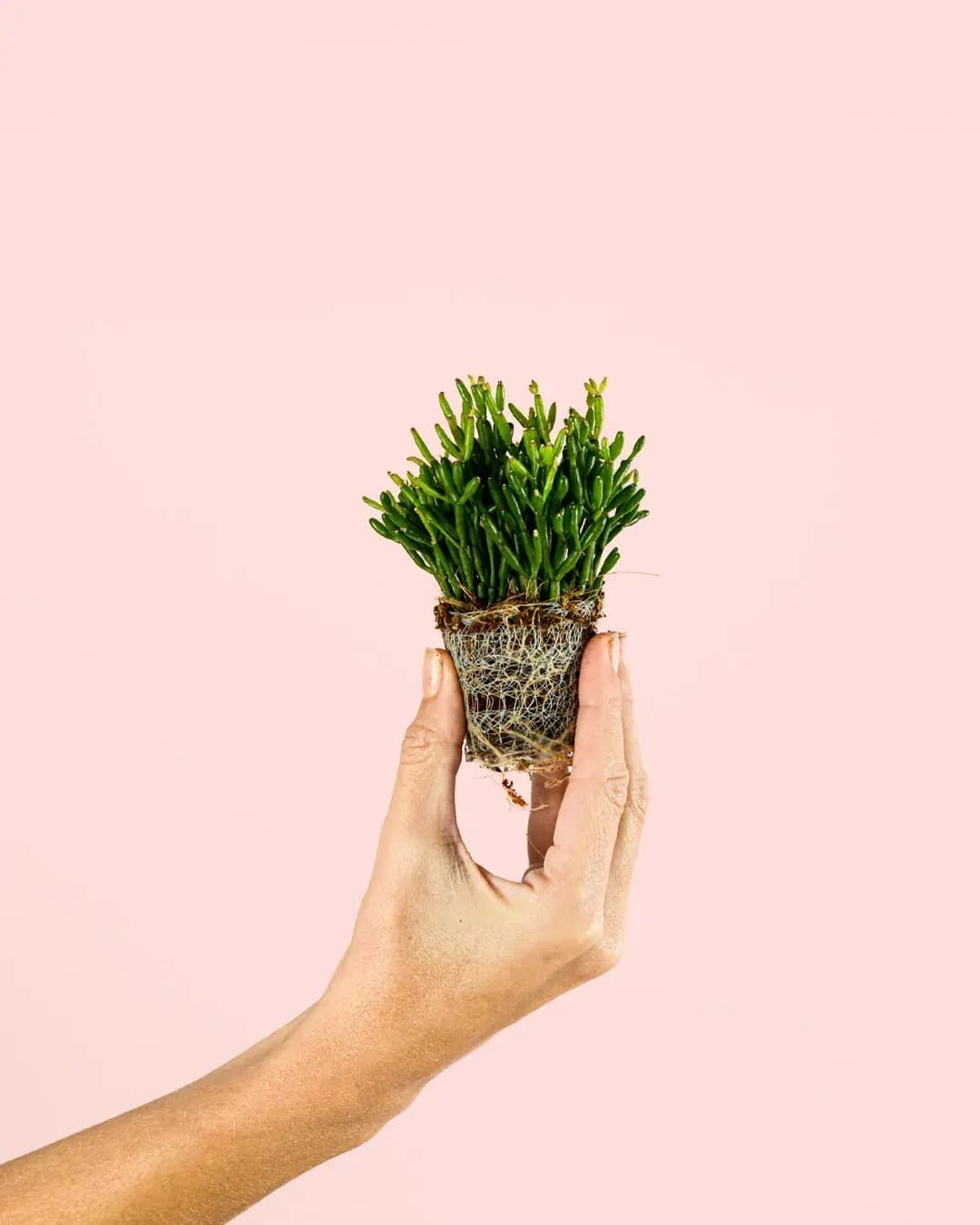 Rhipsalis Mini - Pur Plant
