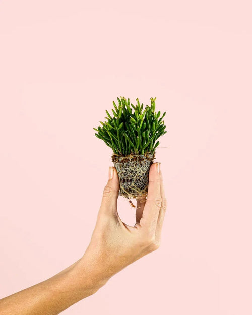 Rhipsalis Mini - Pur Plant