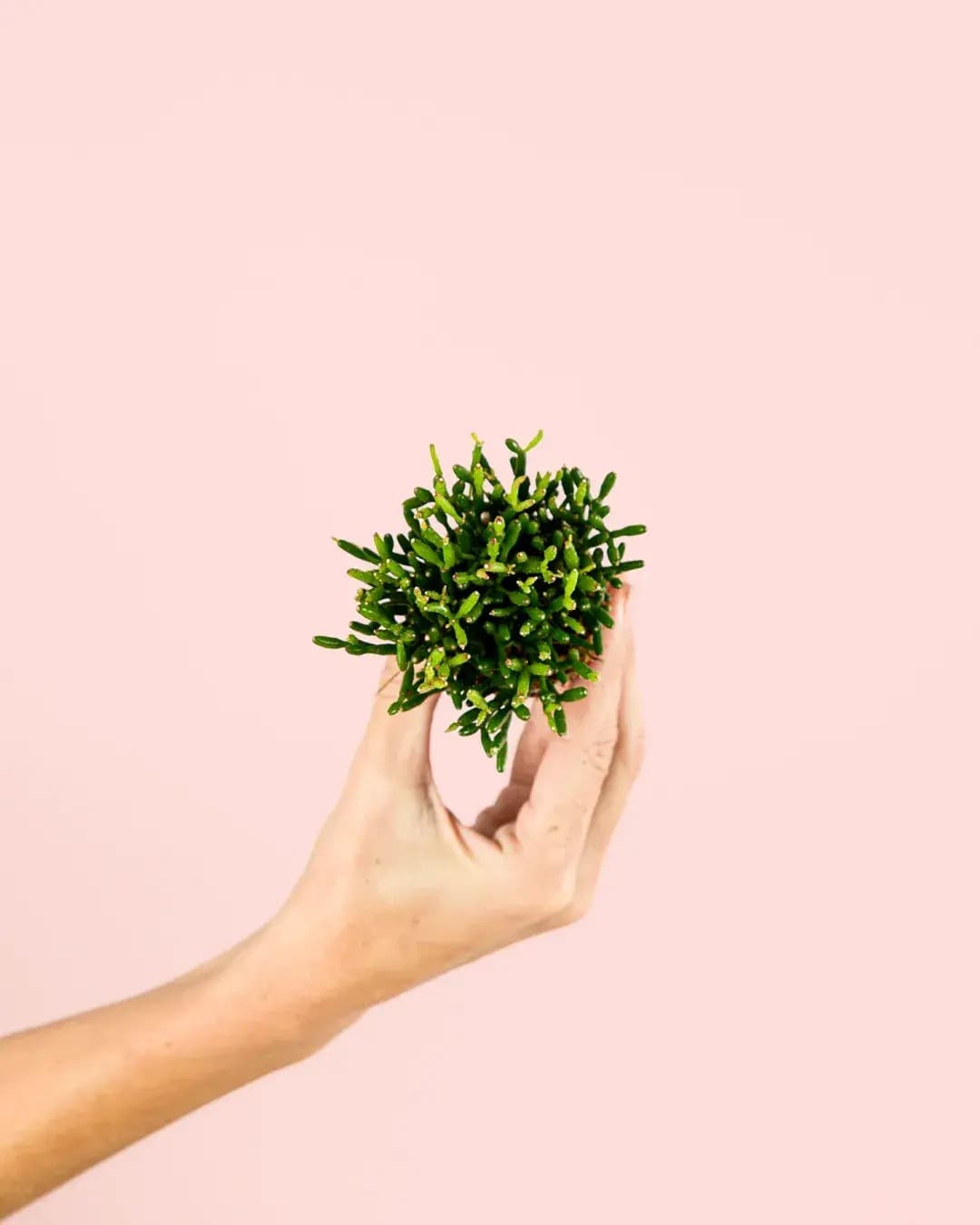 Rhipsalis Mini