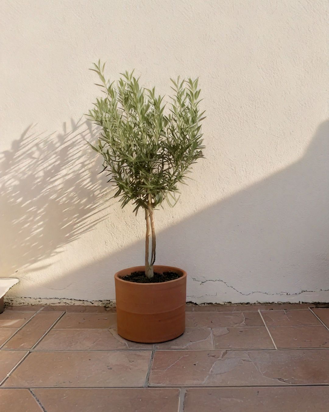 romero planta terraza