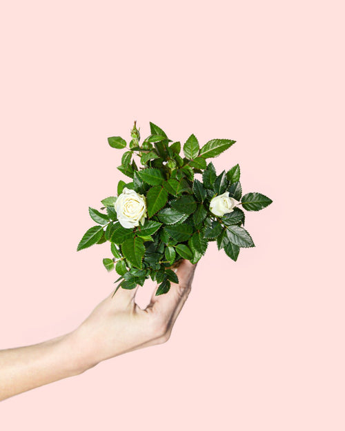 Rosal Blanco Mini - Pur Plant