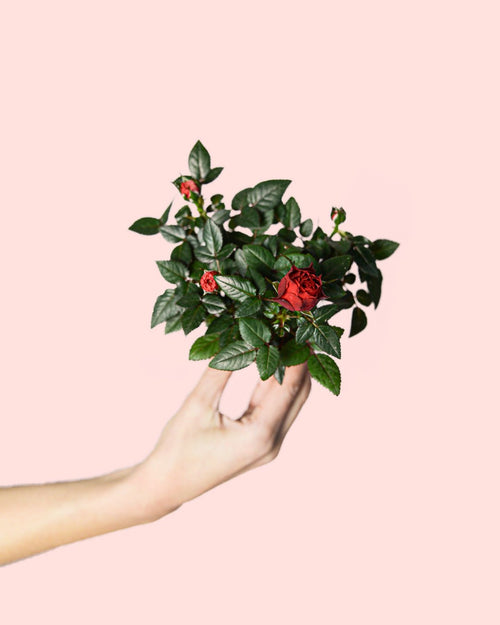 Rosal Rojo Mini - Pur Plant