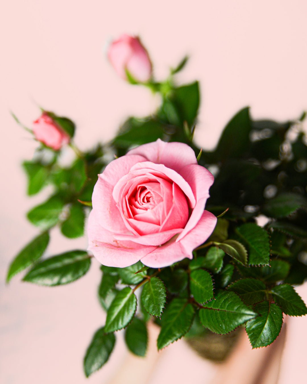 Rosal Rosa Mini - Pur Plant